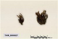 藏品(南亞曲柄苔)的圖片